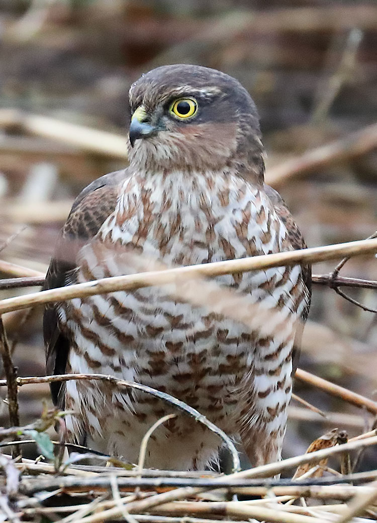 sparrowhawk